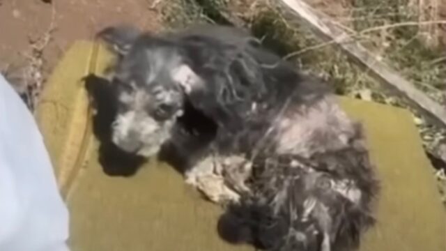 Dopo un mese passato nell’incuria e al sole cocente, mamma cane ha perso i sensi: non sapeva che tutto stava cambiando – Video
