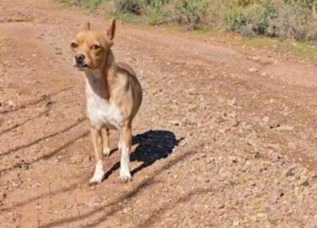 Due sorelle stavano guidando nel deserto, fino a quando non hanno avvistato un cane con qualcosa attaccata al fianco