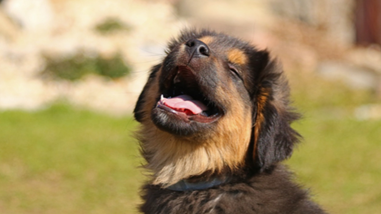 Cane guarda di lato