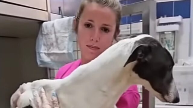 Era talmente magra che le ossa sembravano quasi perforarle la pelle: la cagnolina piangeva disperata – Video