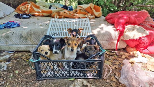 Erano ben sei cuccioli, abbandonati in mezzo al nulla: salvarli è stato complicatissimo e doloroso – Video
