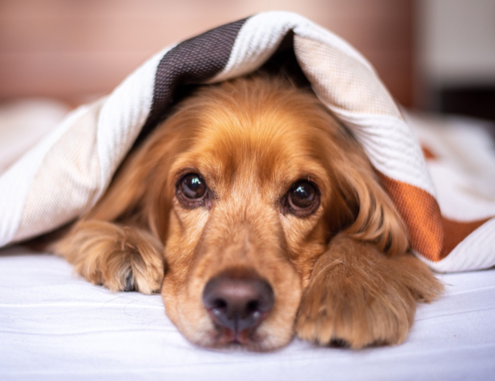 Cane sotto le coperte