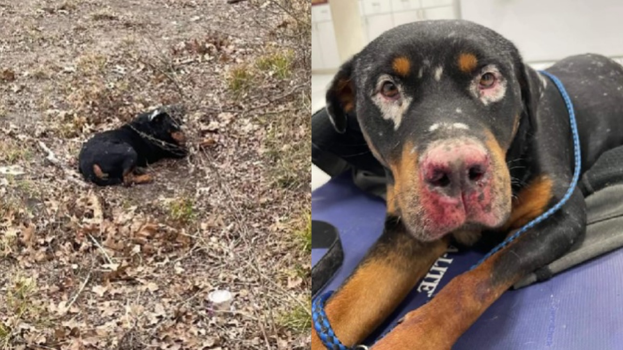 cane trovato in campagna