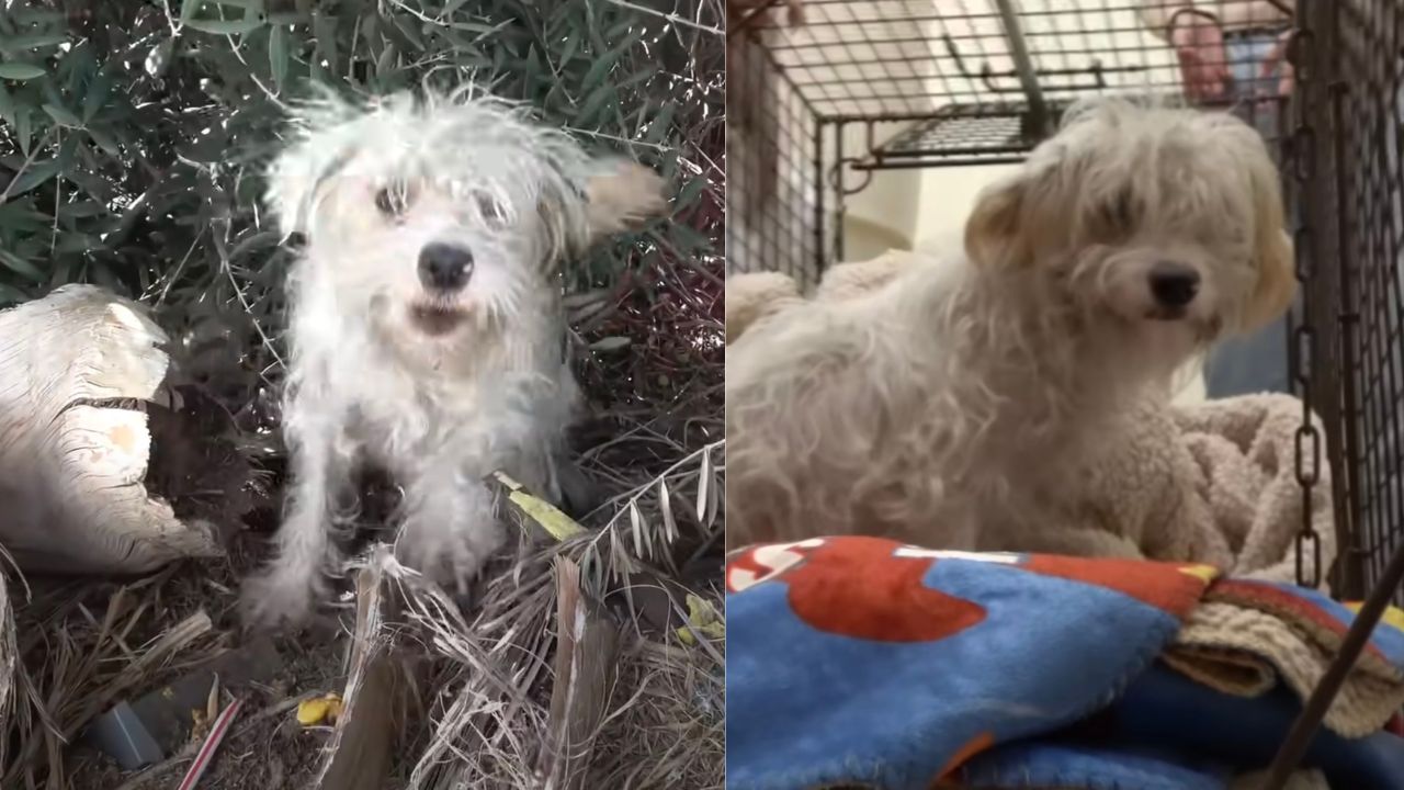 Mamma cane dal pelo bianco viene portata in rifugio