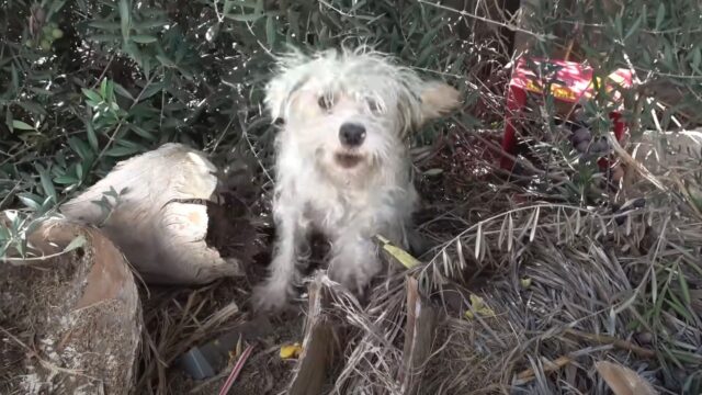 I cuccioli di cane erano nati in una zona deserta e rischiavano che nessuno si accorgesse di loro – Video