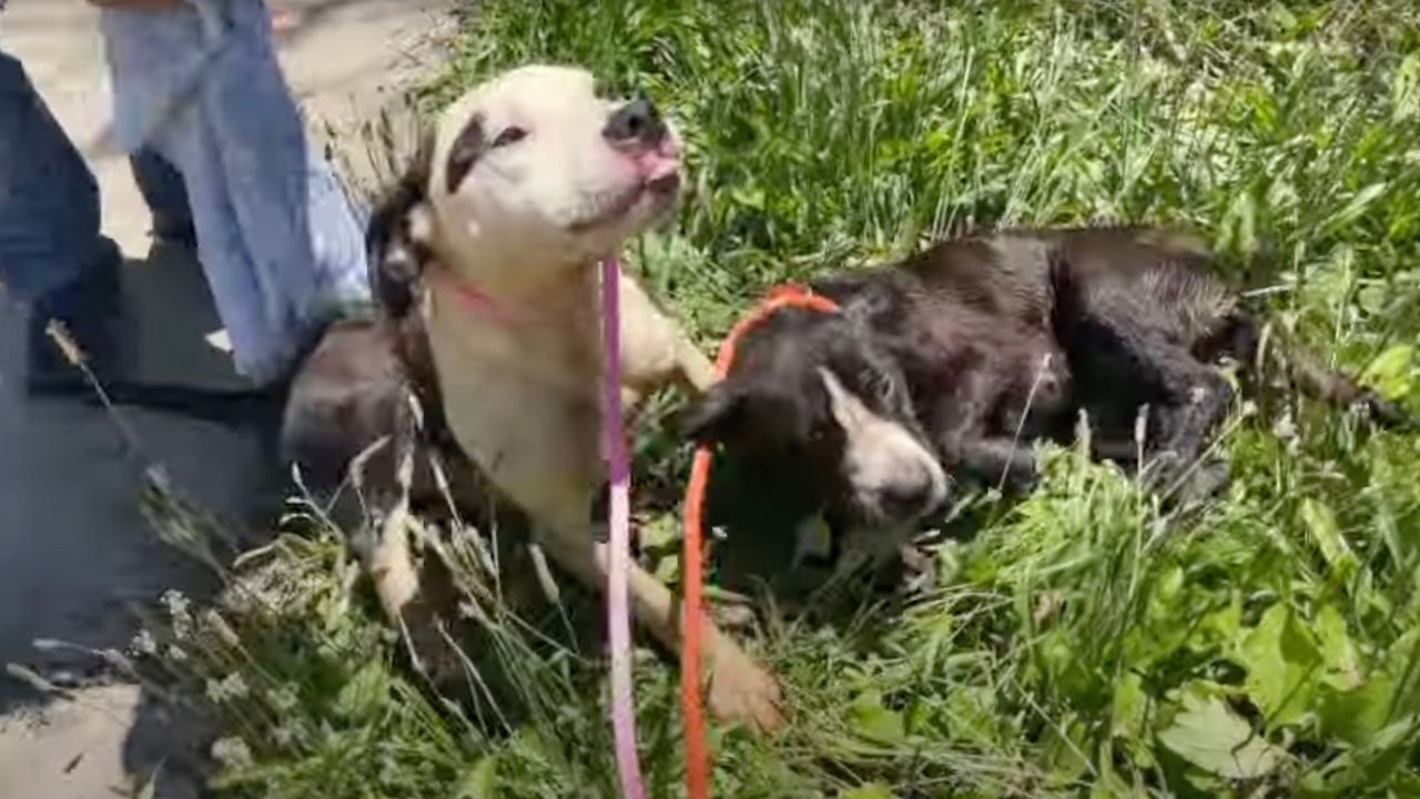 Cani nell'erba