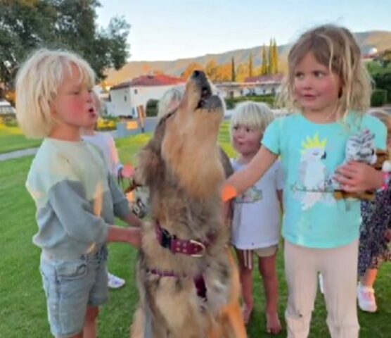 Il Cane Lupo invita i bambini a ululare con lui e quello che ne deriva è uno spettacolo tenerissimo