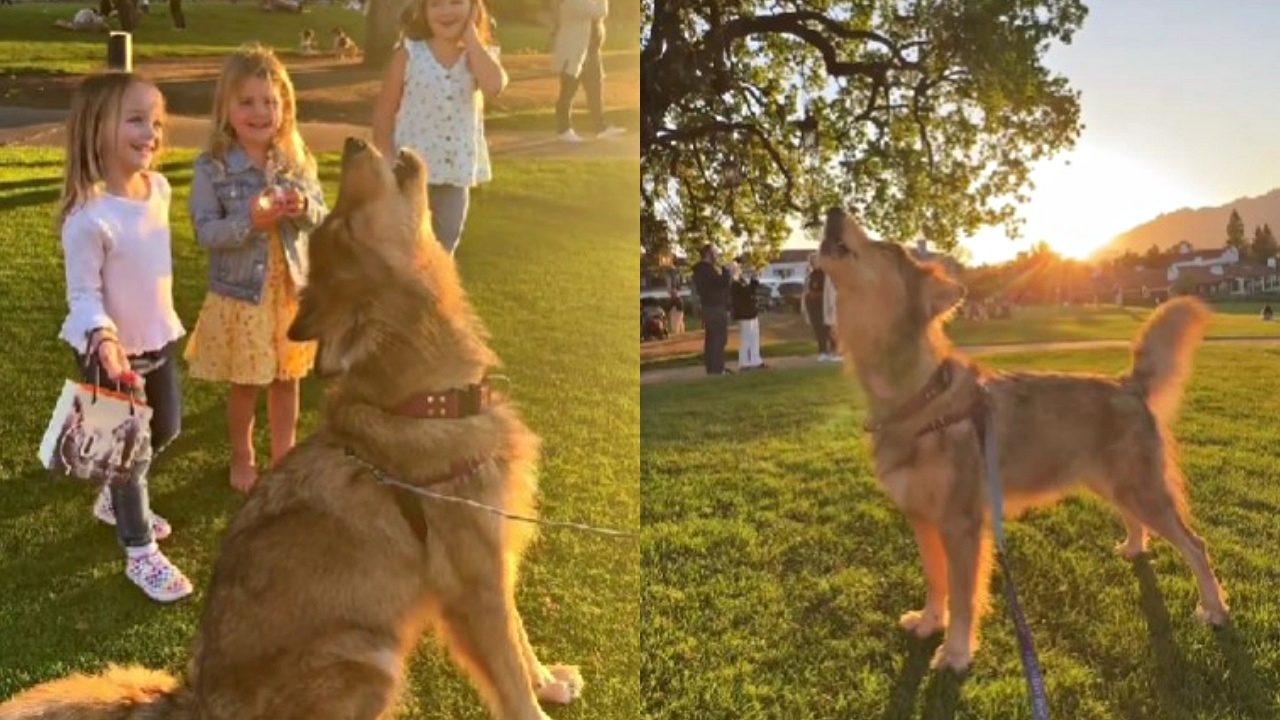 cane lupo invita bambini a ululare