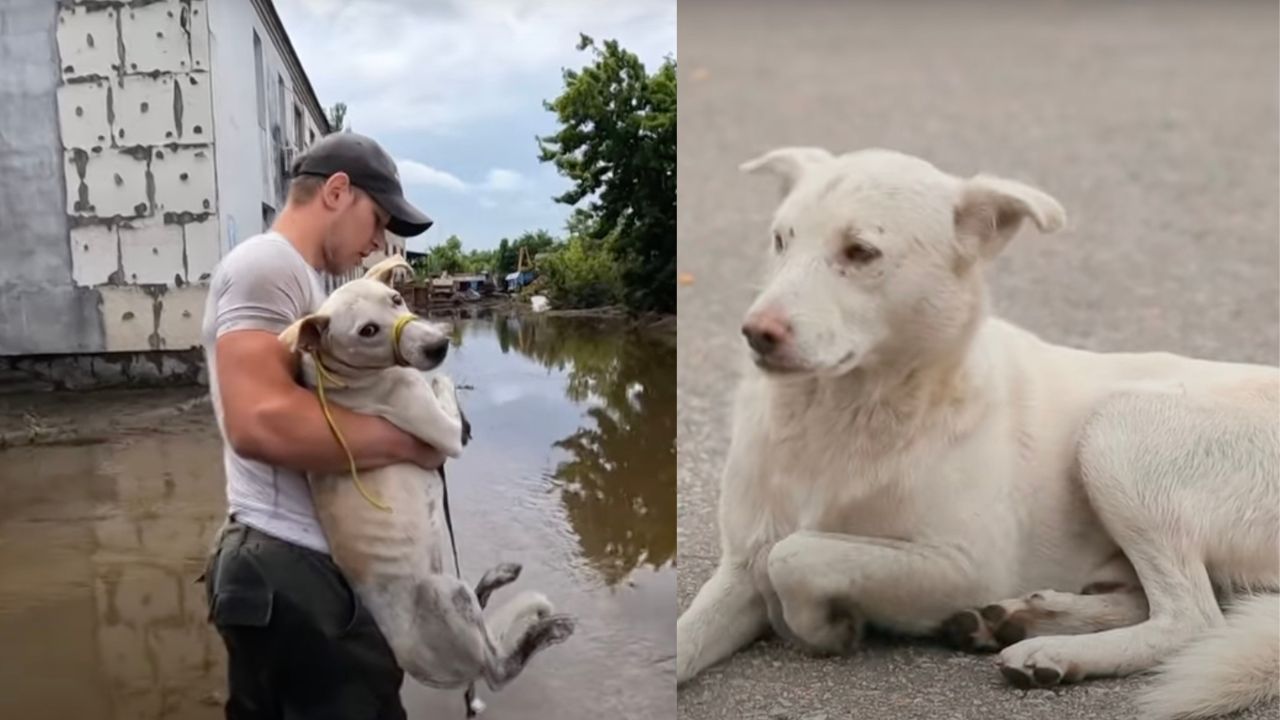 Cagnolone randagio viene salvato