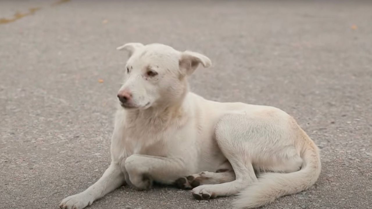 Cagnolone sdraiato