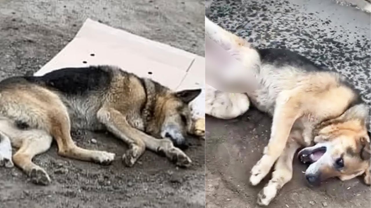 Cane inerme dopo un incidente