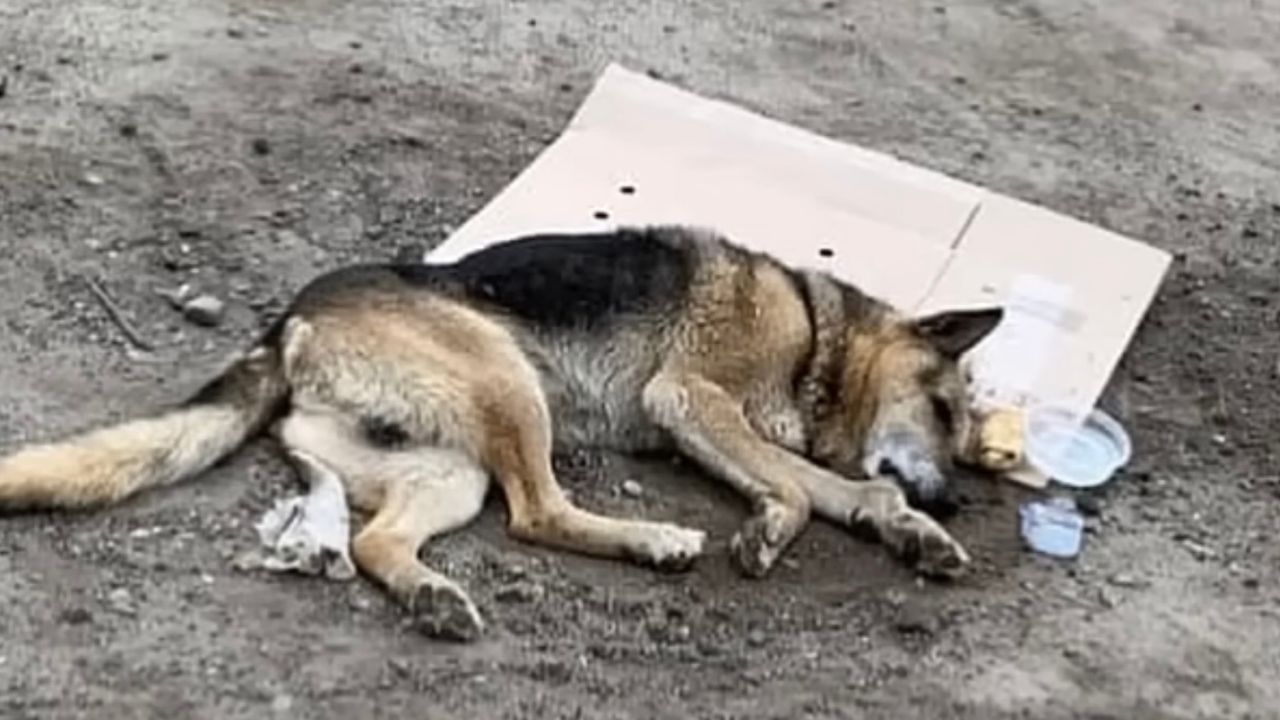 Cane incapace di rialzarsi