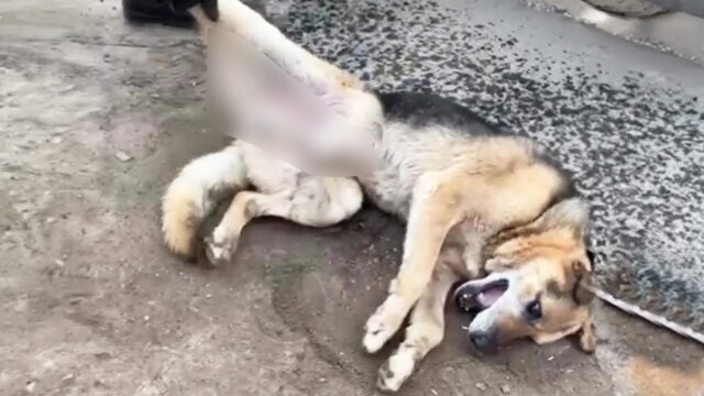 Il cane era senza forze, ma non voleva rassegnarsi dopo l’incidente: “Vi prego, fatemi vivere” – Video