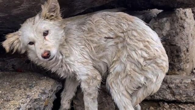 Il cane era sotto una lastra di pietra e aiutarlo sembrava impossibile, ma i soccorritori non si sono arresi – Video