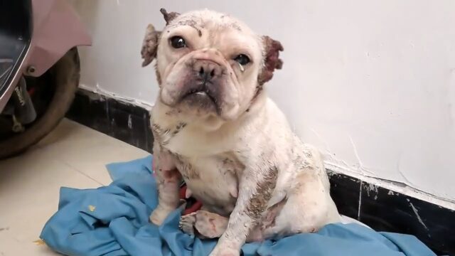 Il cane maltrattato aveva molte ferite sul corpo: piangeva quando è stato salvato – Video