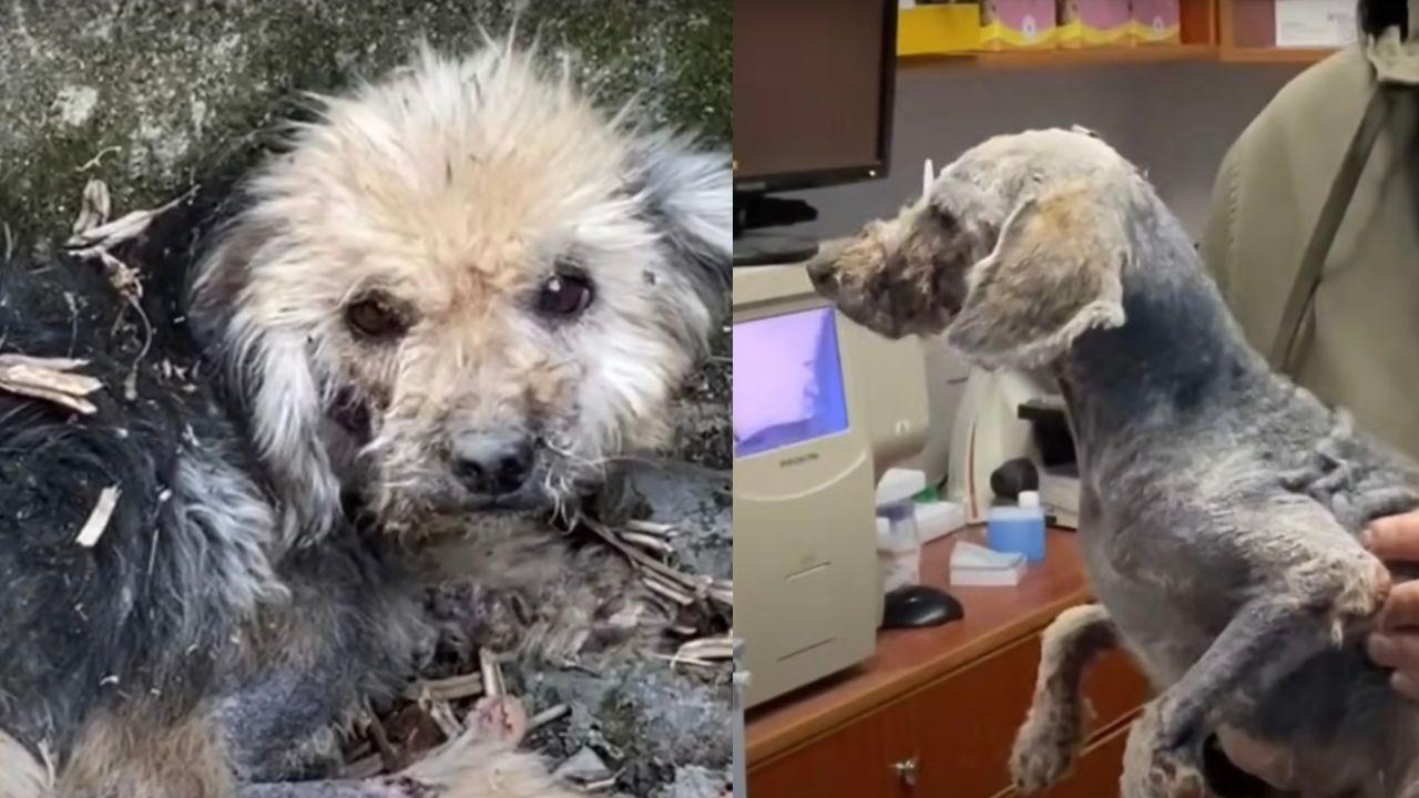 Cane randagio viene portato in un luogo sicuro