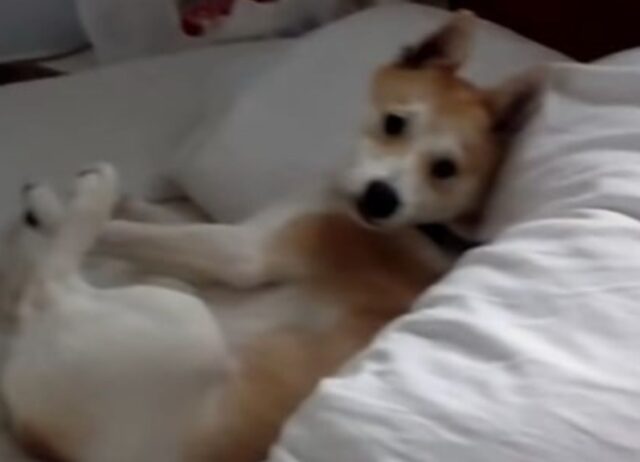 Il cucciolo di Shiba Inu inventa una speciale strategia per evitare il veterinario