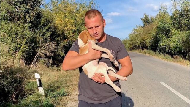 Il cucciolo di cane era stato lasciato in mezzo alla campagna: urlava il suo dolore ma nessuno lo ascoltava – Video