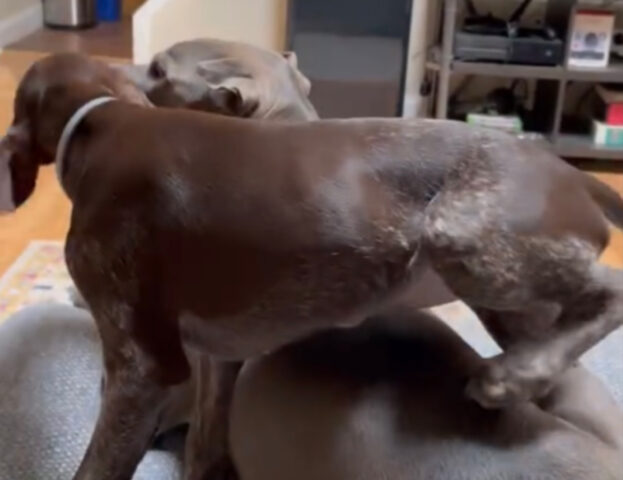 Il cucciolo di cane viene sorpreso a terrorizzare il cane anziano con cui dovrebbe imparare a vivere