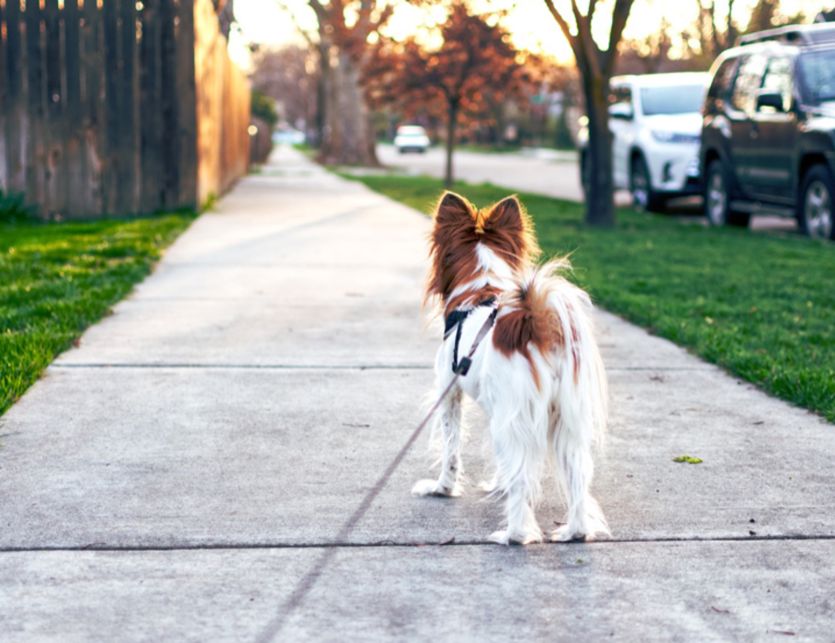 Cane guarda avanti