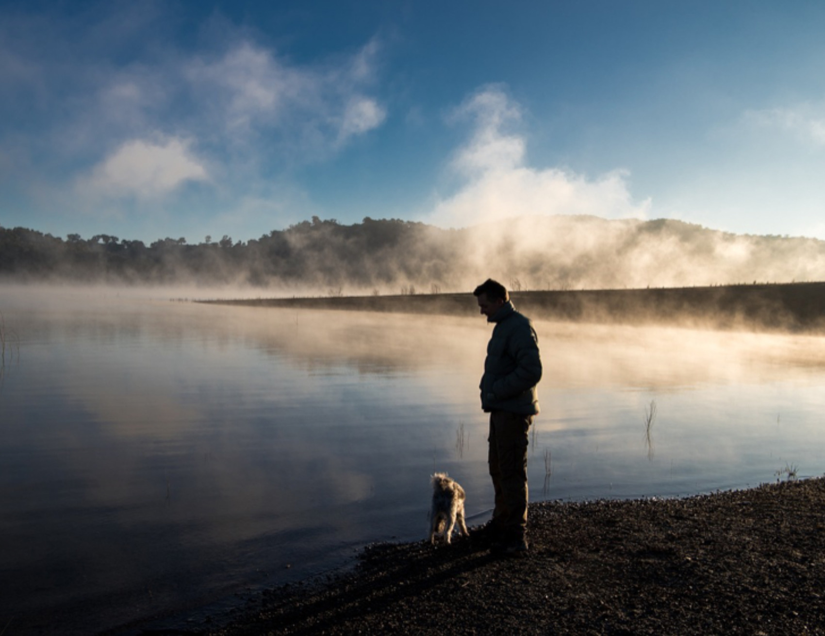 Cane al lago