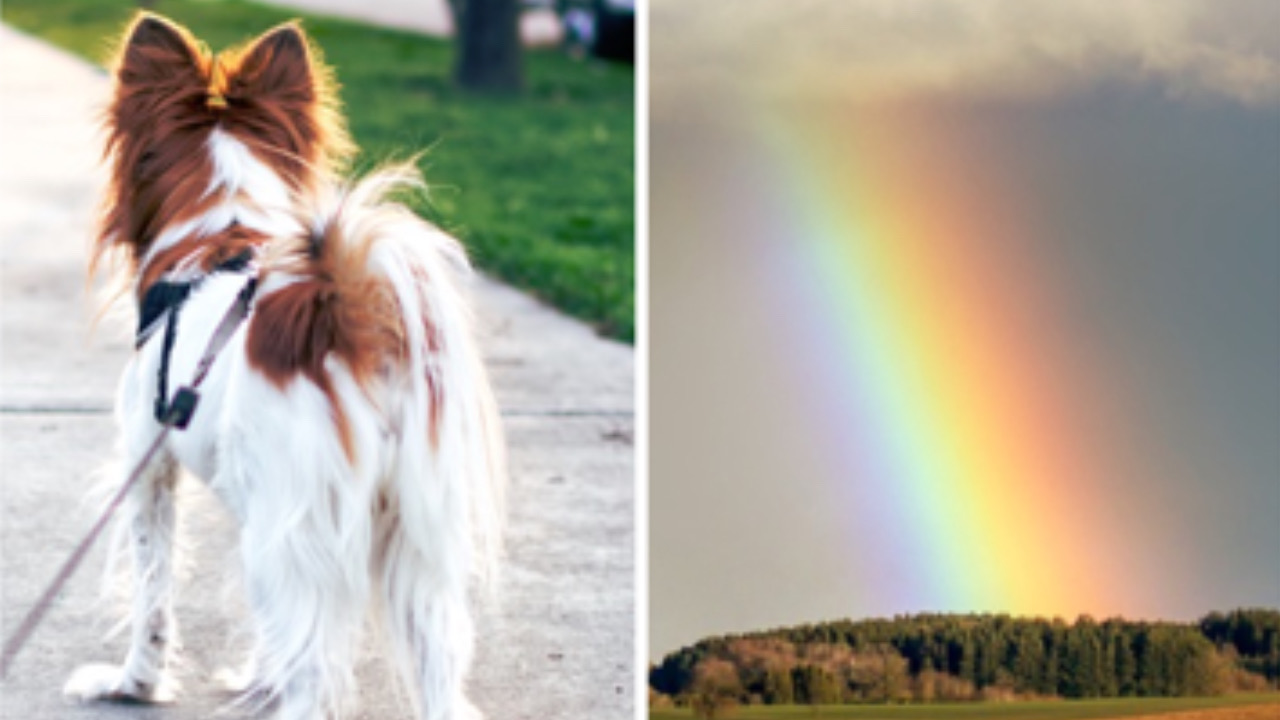 Cane e arcobaleno