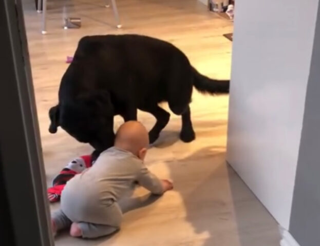 La dedizione del Labrador Nero alla protezione del fratellino è davvero commovente