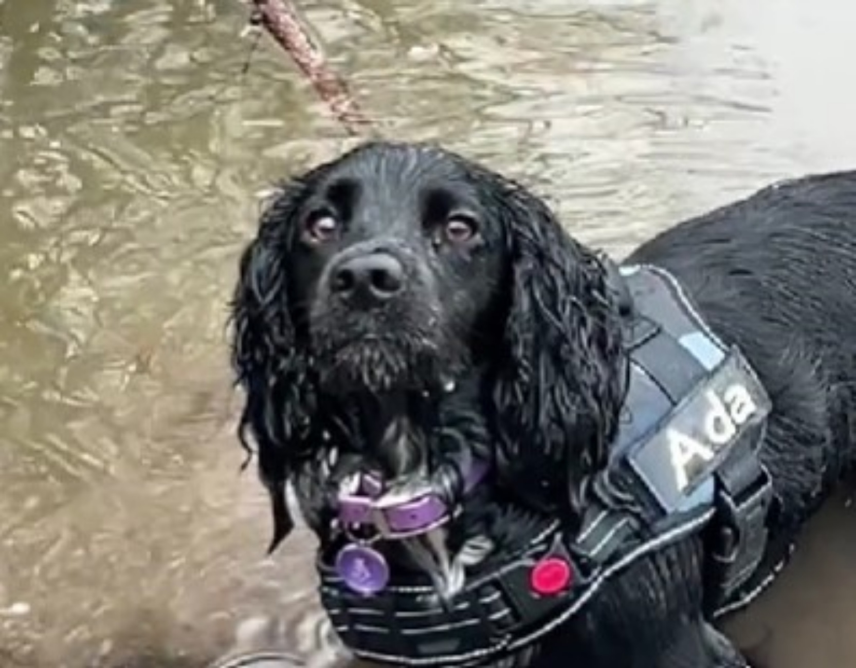 cane in una pozzanghera