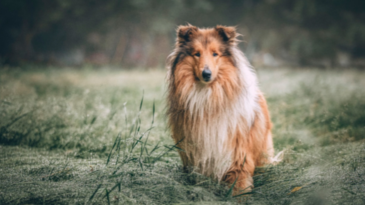 Cane guarda fisso