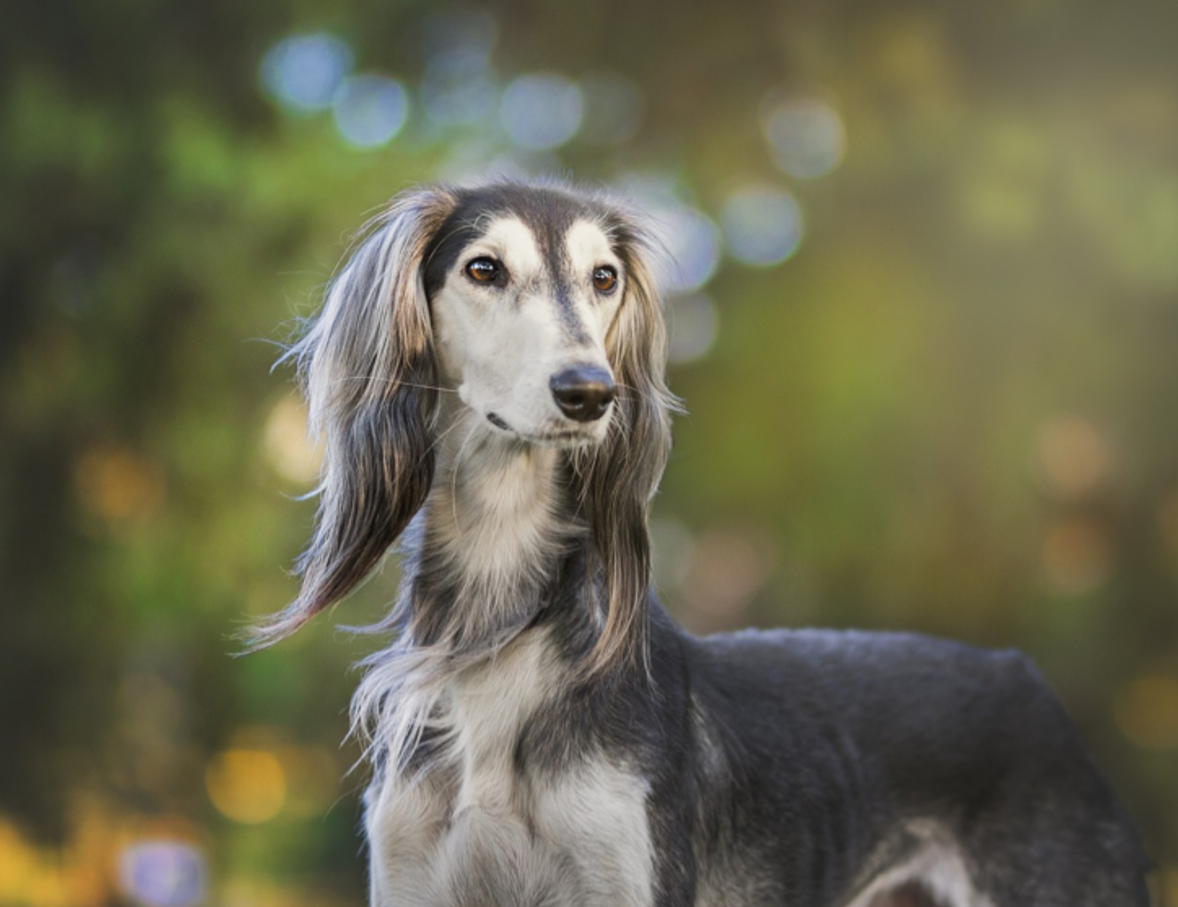 Cane guarda a lato