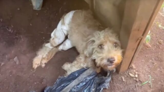 L’hanno lasciata nella boscaglia con le zampe rotte e legate: la cagnolina era incapace di muoversi e piangeva – Video