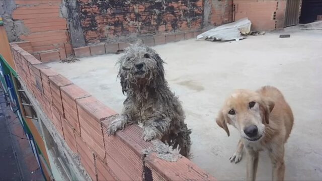 Li hanno rinchiusi sul tetto, soli e affamati: i cani avevano bisogno di aiuto immediato – Video