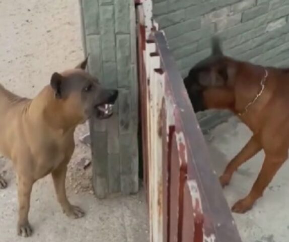 “Litigare sul web vs litigare dal vivo”: questi due cani sono l’esempio lampante di come le due cose siano diversissime