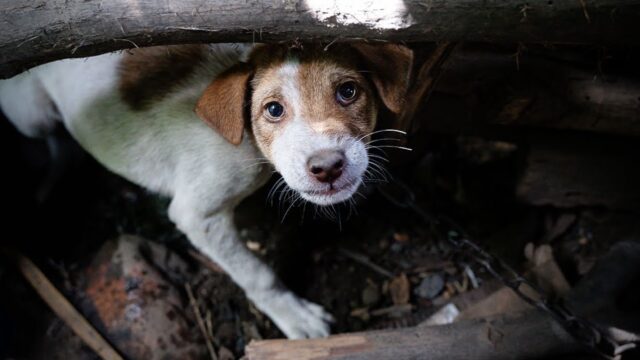 Lo hanno salvato per un pelo: questo povero cagnolino era destinato al commercio di carne e il suo momento stava arrivando – Video