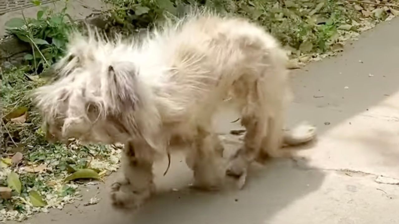 Cane randagio dal pelo arruffato