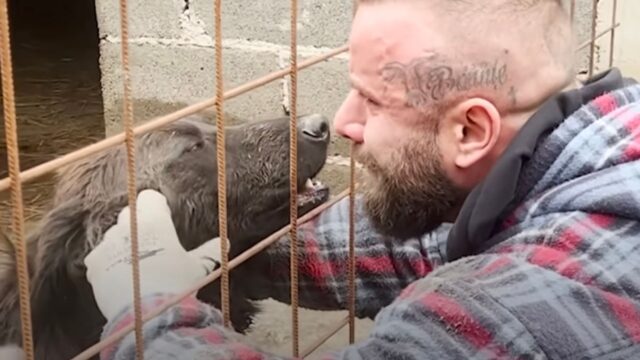 L’uomo fa un gesto meraviglioso decidendo di salvare oltre cento cani da un rifugio cittadino – Video