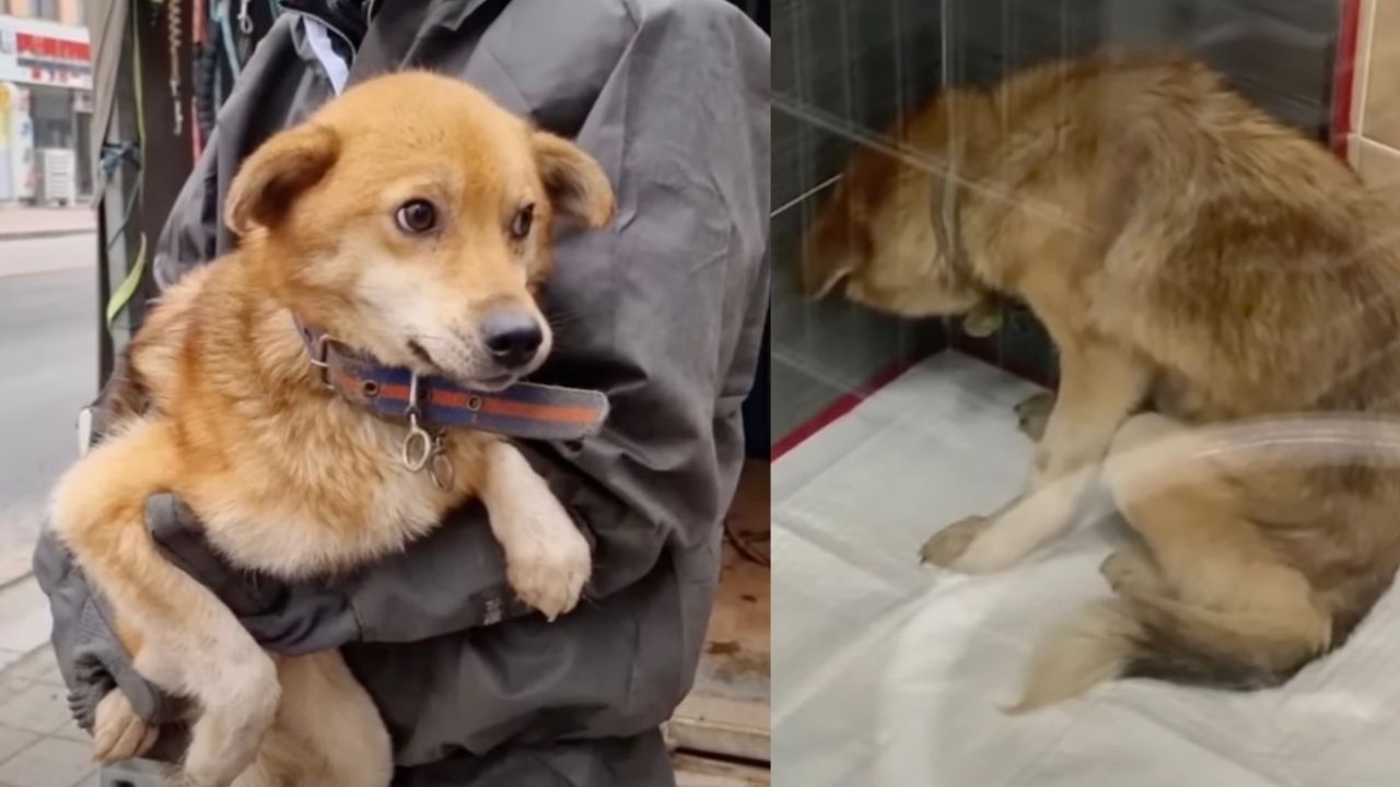 Cagnolina messa in salvo