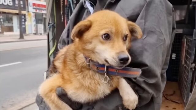 Per tutta la vita la cagnolina è stata legata al freddo: non aveva più alcuna fiducia negli esseri umani – Video