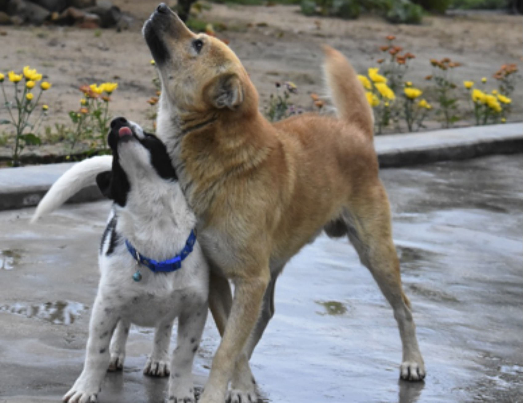 Due cani si abbracciano