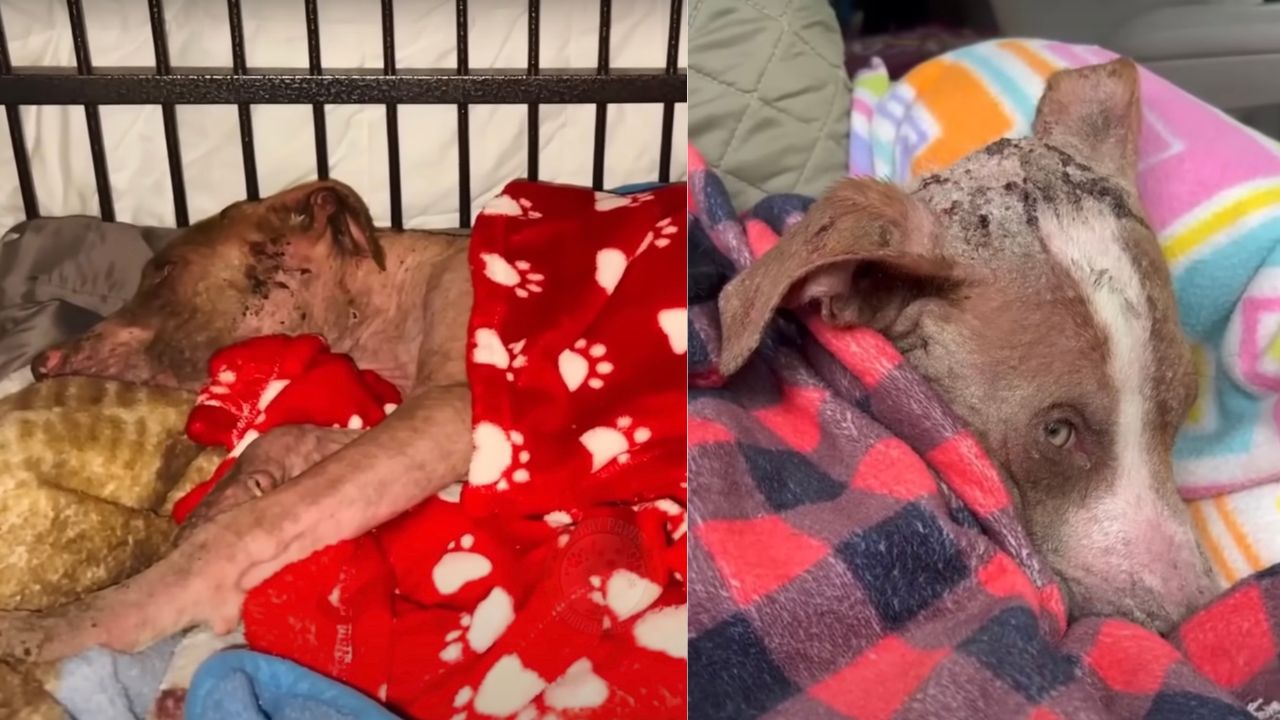 Cane avvolto dalla coperta ha uno sguardo triste