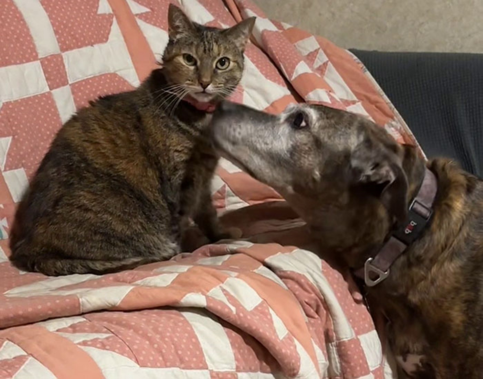 cane anziano bacia gatta