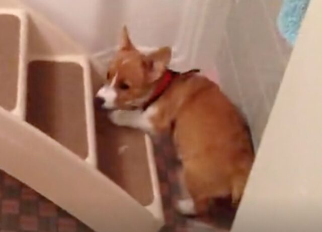 Questo cane geniale ha imparato il modo perfetto per riuscire a usare la toilette come gli esseri umani