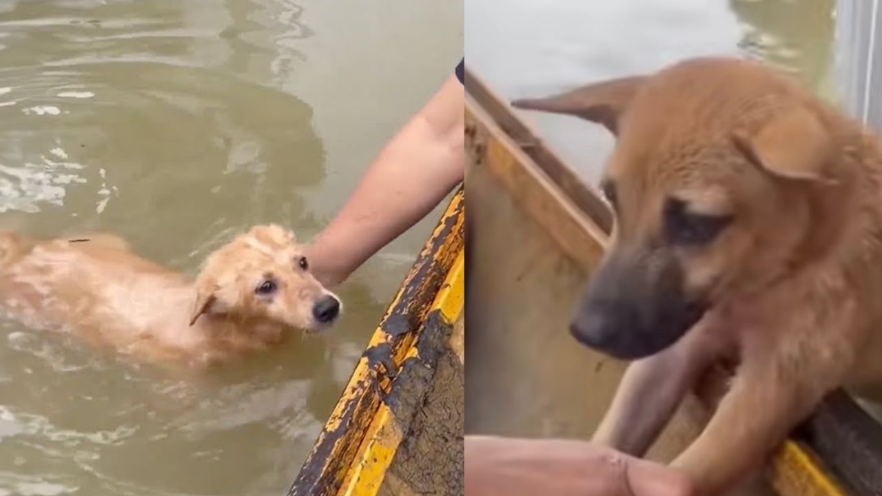 Salvataggio cani da un'alluvione