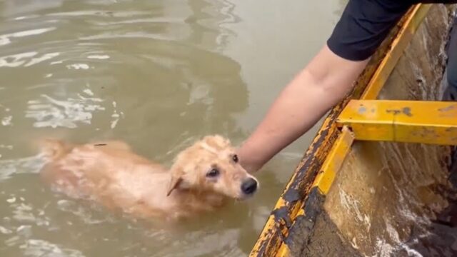 Se ne sono andati lasciando in balia dell’acqua alta non un solo cane: i soccorritori erano senza parole – Video