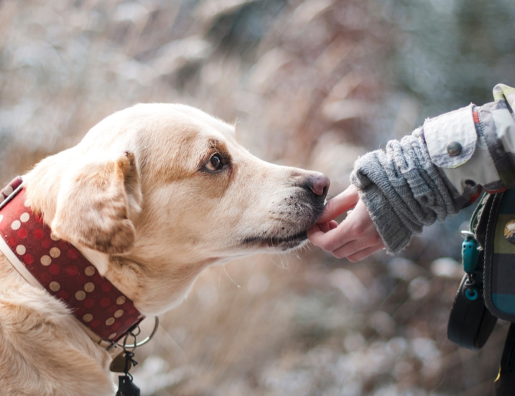 Cane e mano