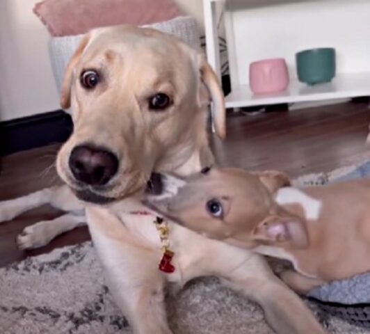 “Smettila di mordere l’altro cane o il Karma ti colpirà”: i genitori umani di questo cane ironizzano così