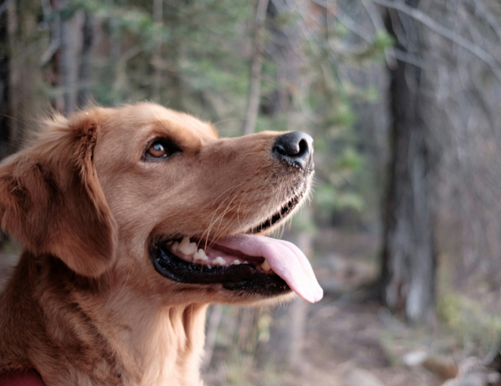 Cane è felice