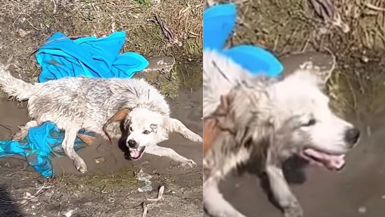 Mamma cane immersa nel fango implora aiuto per i suoi cuccioli