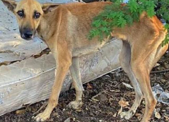 Un cane fedele ha portato del cibo al suo amico incatenato e affamato per mantenerlo in vita