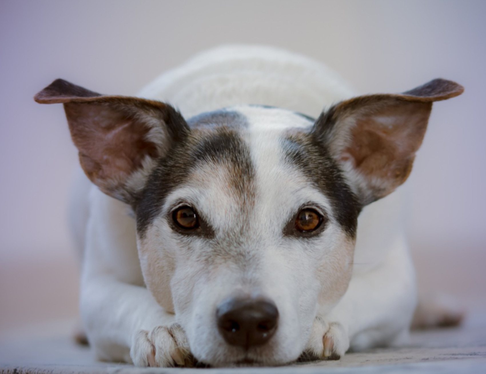 Cane sdraiato a terra